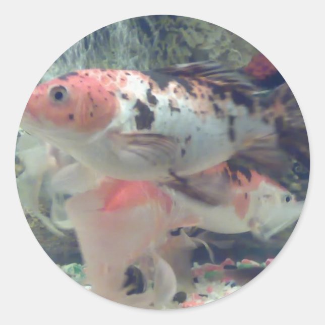 Fish Koi Round Sticker (Vorderseite)