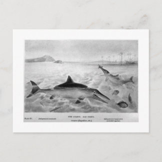 Fish Lizards Art Postcard Postkarte