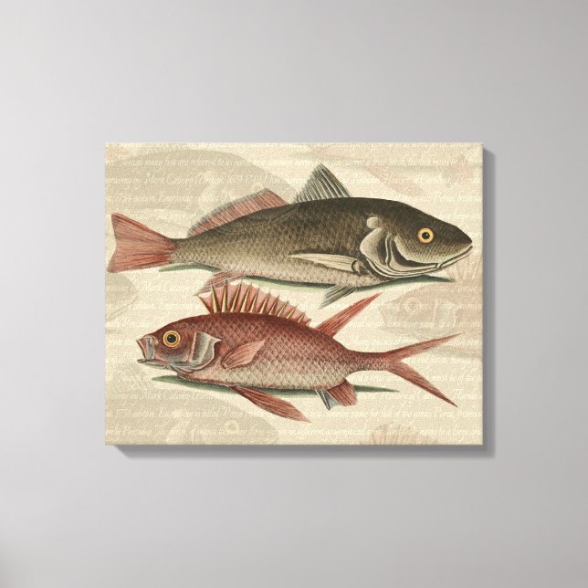 Fish Red Perch Fisherman Art Leinwanddruck (Vorderseite)