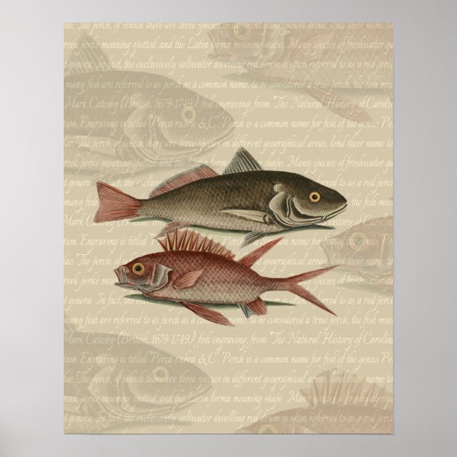 Fish Red Perch Fisherman Art Poster (Vorne)