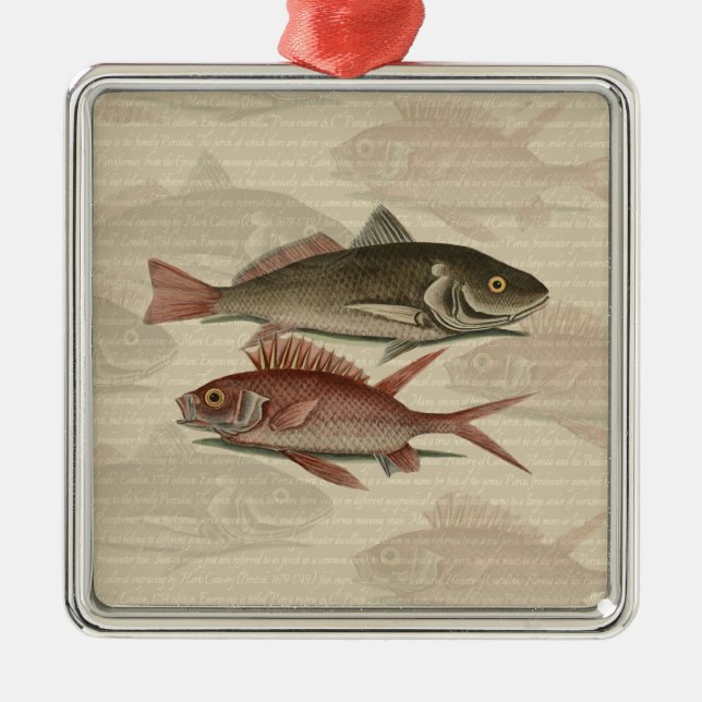 Fish Red Perch Fisherman Art Silbernes Ornament (Vorne)