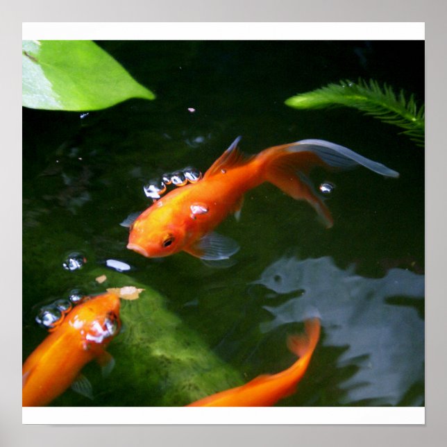 FISH TALES www.debbie-may.fineartamerica.com Poster (Vorne)