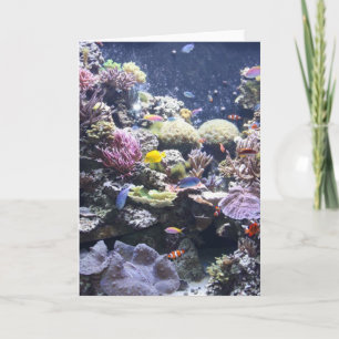 Fish Tank Karte