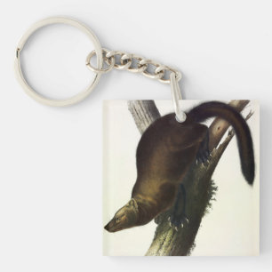 Fisher (Martre de Pennant ou Fisher de Chat) par A