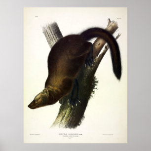 Fisher (Pennant's Marten oder Cat Fisher) von Audu Poster