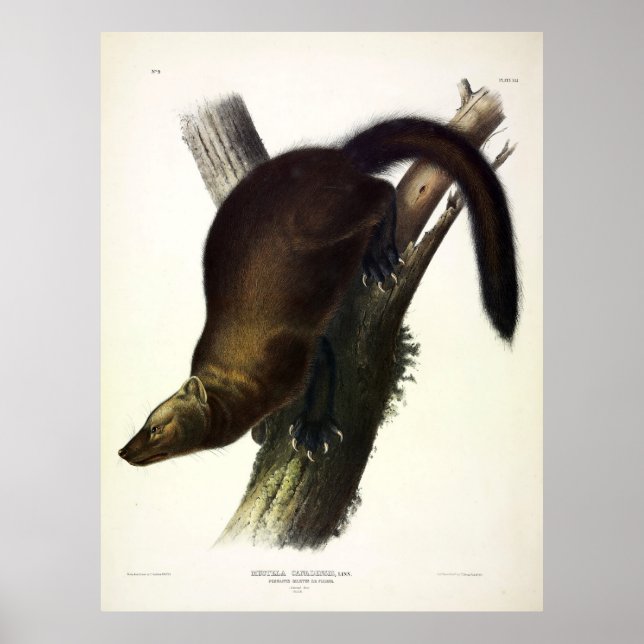 Fisher (Pennant's Marten oder Cat Fisher) von Audu Poster (Vorne)