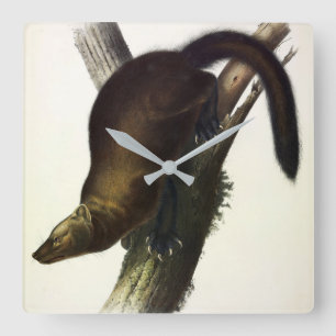Fisher (Pennant's Marten oder Cat Fisher) von Audu Quadratische Wanduhr