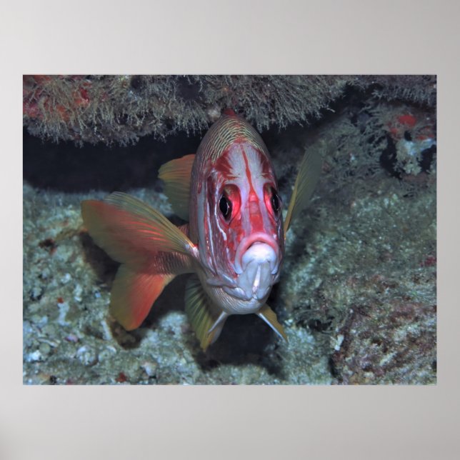 Fishface Poster (Vorne)