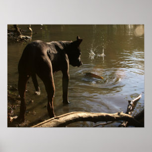 Fishin Pitbull-Plakat Poster