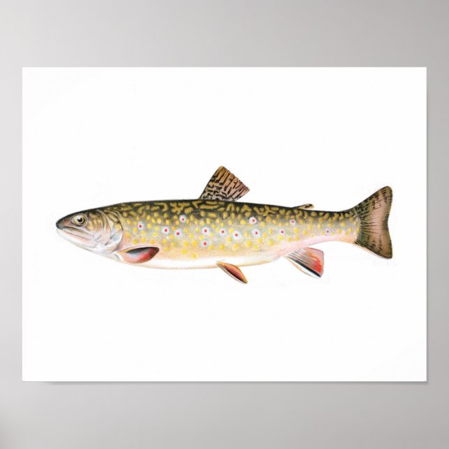 Fishing poster - Brook Trout Female Fish (Vorne)