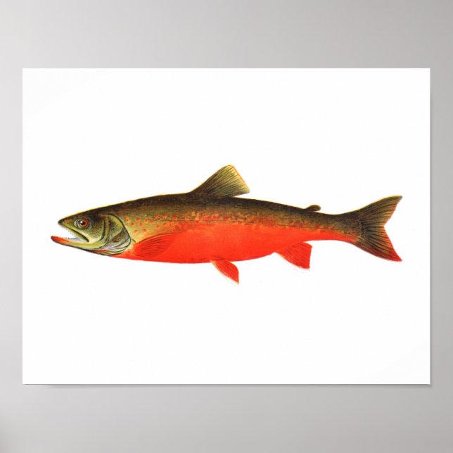 Fishing poster - Canadian Red Trout Male Fish (Vorne)