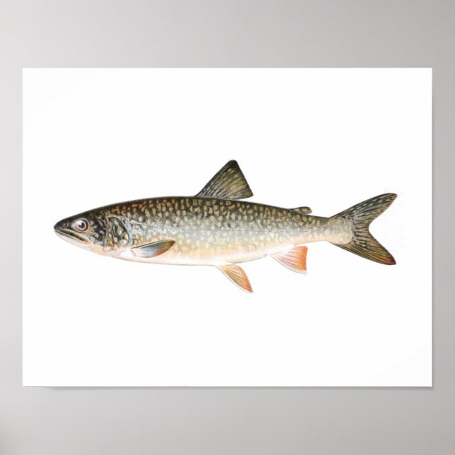 Fishing poster - Lake Trout Fish (Vorne)