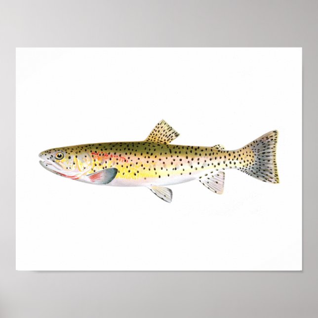 Fishing poster - Rocky Mountain Trout Fish (Vorne)