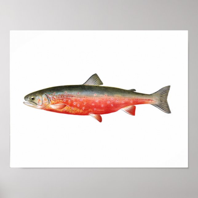 Fishing poster - Sunapee Trout Fish (Vorne)