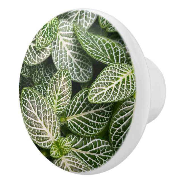 Fittonia Mosaik Pflanze mit verschiedenen Blätter Keramikknauf (Rechts)