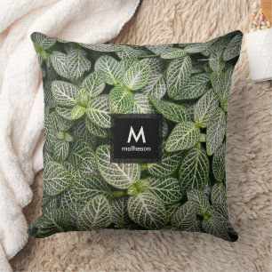 Fittonia Mosaik Pflanze mit verschiedenen Blätter Kissen