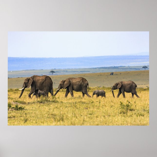 FIVE ELEPHANTS ON BROWN GRASS POSTER (Vorne)
