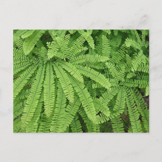Five Finger Maidenhair Fern Postkarte (Vorderseite)
