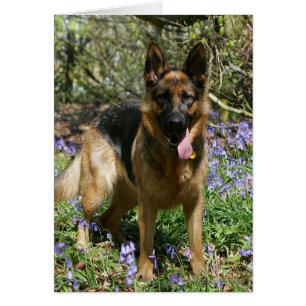 Fixation de berger allemand