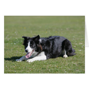 Fixation de border collie