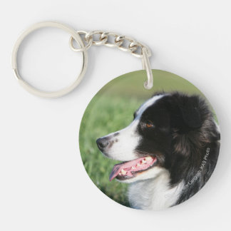 Fixation de chiot de border collie