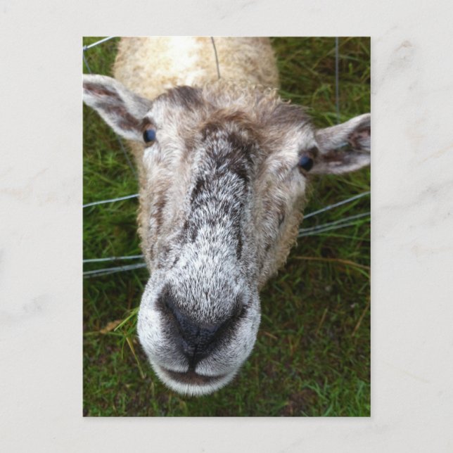 Fjun la carte postale des moutons (Devant)