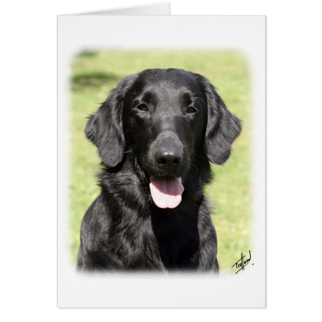 Flachbeschichteter Retriever 9Y040D-040 (Vorne)