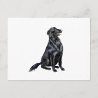 Flachbeschichteter Retriever (B)