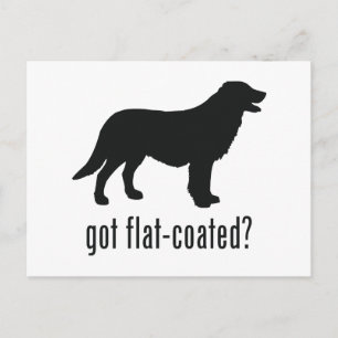 Flachbeschichteter Retriever Postkarte