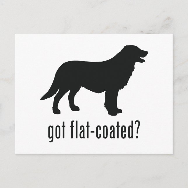 Flachbeschichteter Retriever Postkarte (Vorderseite)