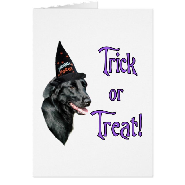 Flachbeschichteter Retriever Trick (Vorne)