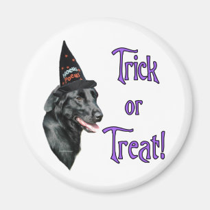 Flachbeschichteter Retriever Trick Magnet