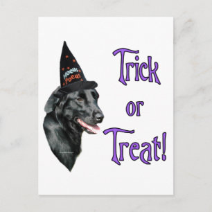 Flachbeschichteter Retriever Trick Postkarte
