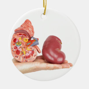 Flache Hand, die vorbildliche menschliche Niere Keramikornament