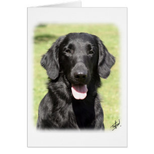 Flacher überzogener Retriever 9Y040D-040