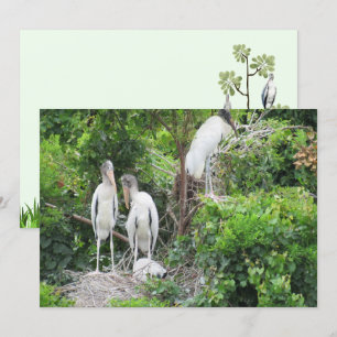 Flachkarte für Woodstork und Juveniles