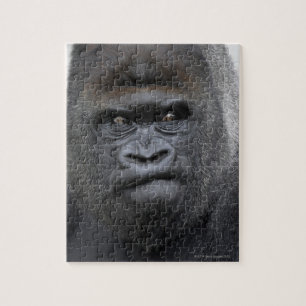 Flachlandgorilla, Gorilla gorilla,