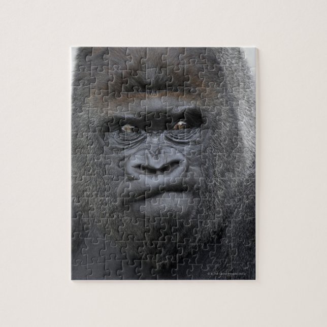 Flachlandgorilla, Gorilla gorilla, (Vertikal)