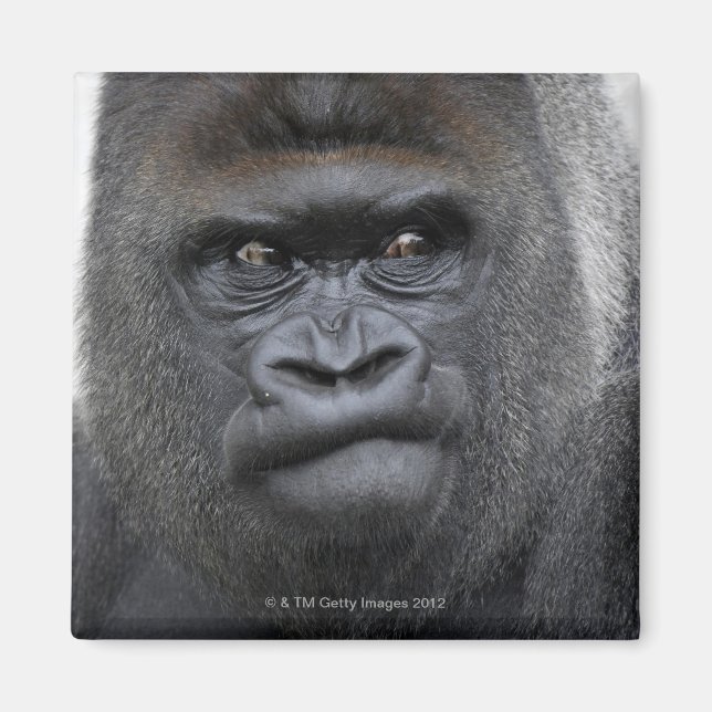Flachlandgorilla, Gorilla gorilla, Magnet (Vorne)