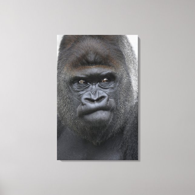 Flachlandgorilla, Gorilla Leinwanddruck (Vorderseite)
