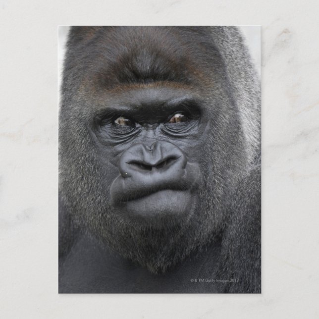 Flachlandgorilla, Gorilla Postkarte (Vorderseite)
