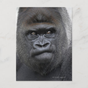 Flachlandgorilla, Gorilla Postkarte