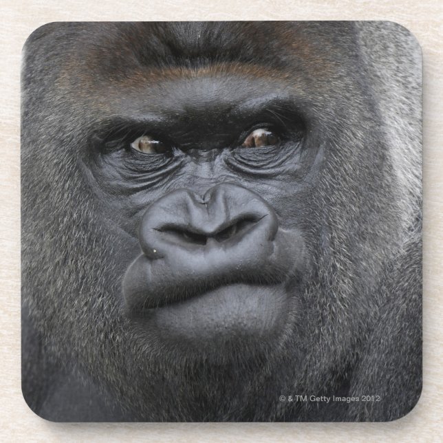 Flachlandgorilla, Gorillagorilla, Getränkeuntersetzer (Vorderseite)