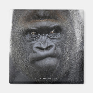 Flachlandgorilla, Gorillagorilla, Magnet