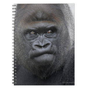 Flachlandgorilla, Gorillagorilla, Notizblock
