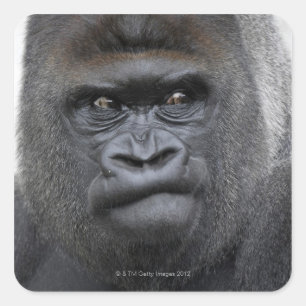 Flachlandgorilla, Gorillagorilla, Quadratischer Aufkleber