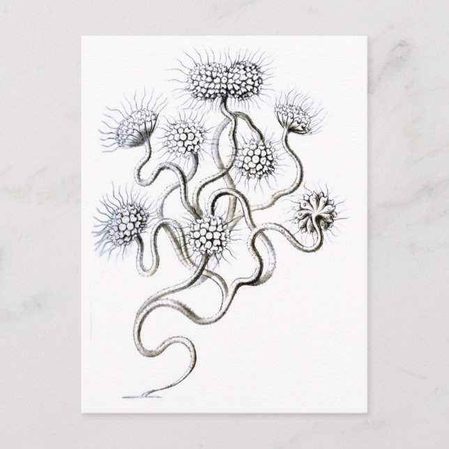 Flagellata, Ernst Haeckel Fine Art Postkarte (Vorderseite)