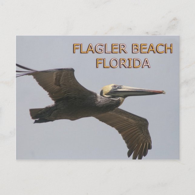Flagler Beach Pelican Postcard Postkarte (Vorderseite)