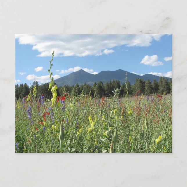 Flagstaff, AZ Postkarte (Vorderseite)