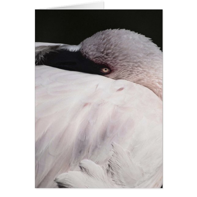 Flamant (Devant)